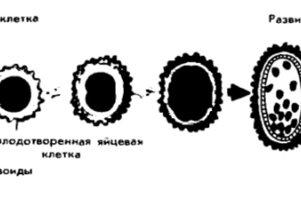 Кракен драг